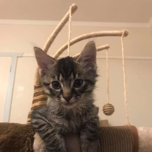 Mateo 