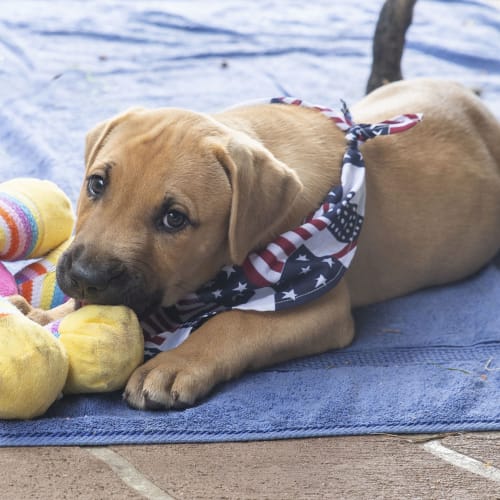 Brady ~ friendly Mastiff x puppy (On Trial 25/3/20