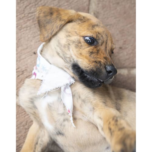 Geordie ~ lovely Mastiff x pup (On Trial 25/3/20)