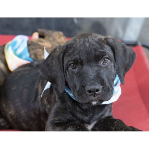 Poppy ~ lovely Mastiff x puppy (On Trial 28/3/20)