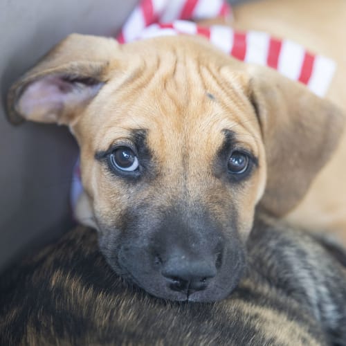 Lily ~ sweet Mastiff x puppy (On Trial 23/3/20)