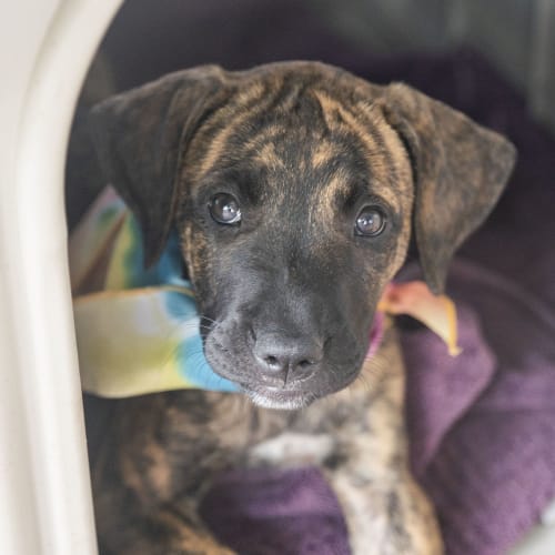 Rose ~ gorgeous Mastiff x puppy (On Trial 29/3/20)