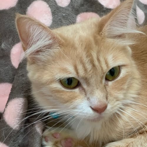 Inara ~ gorgeous 1yo Ginger Cat (On Trial 22/3/20)