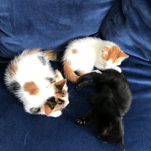 Daisy 🌼~ 7-wk old female kitten (On Trial 23/3/20
