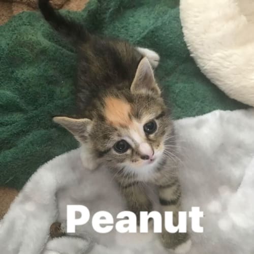 Peanut