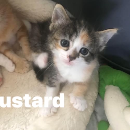 Mustard