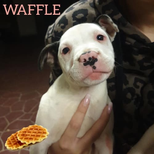 Waffle 💙💚