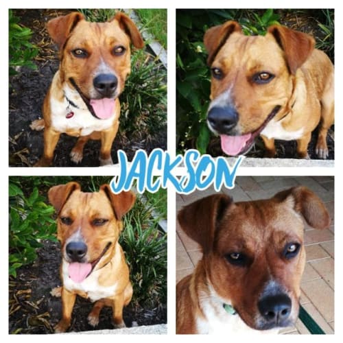 Jackson