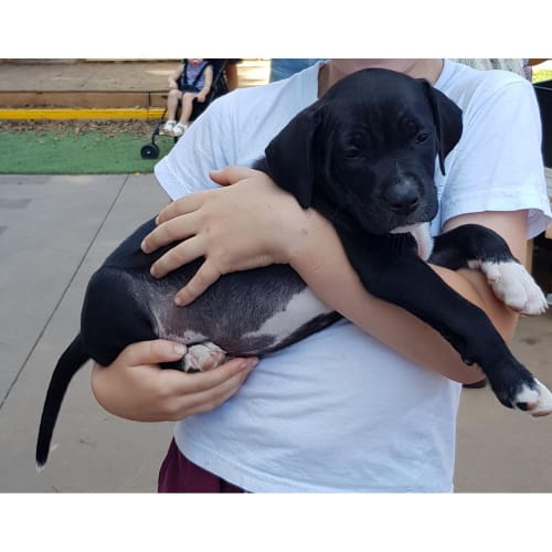 Sambuca ~ sweet Staffy x puppy (On Trial 22/03/20)
