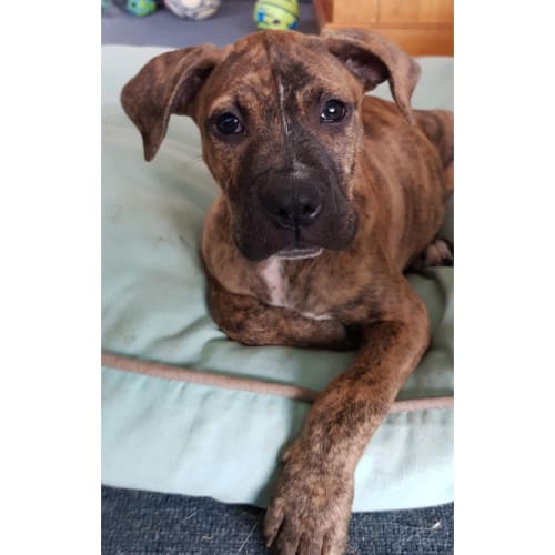 Bundaberg ~ lovely Staffy x puppy (On trial 4/4/20