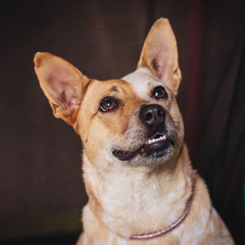 Anna ~ beautiful 3yo Cattledog (On Trial 30/3/20)