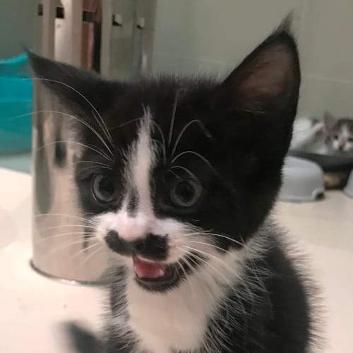 Stache