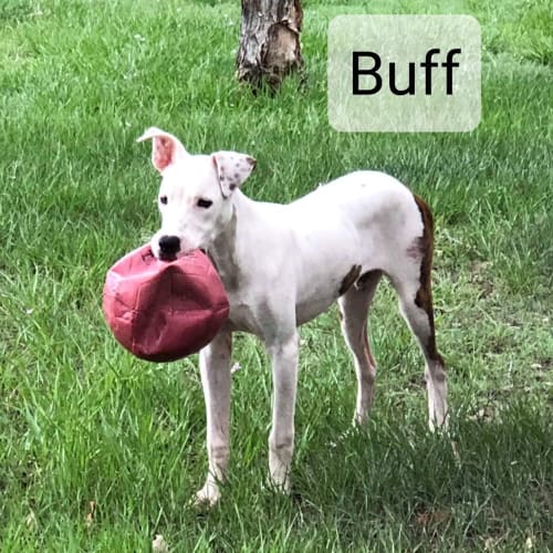 Buff