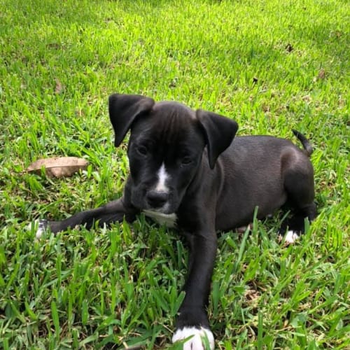 Cooper 