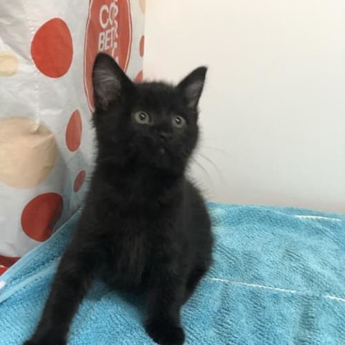 Elilah
