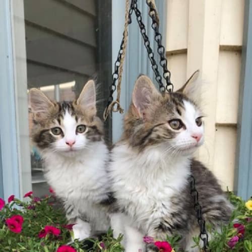 Pepper & Polly