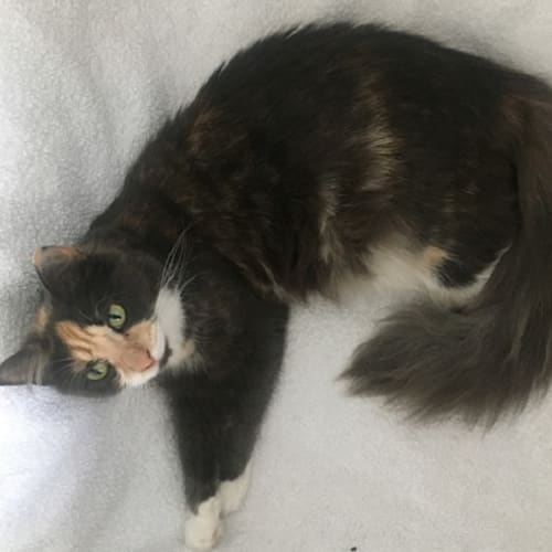 Mia