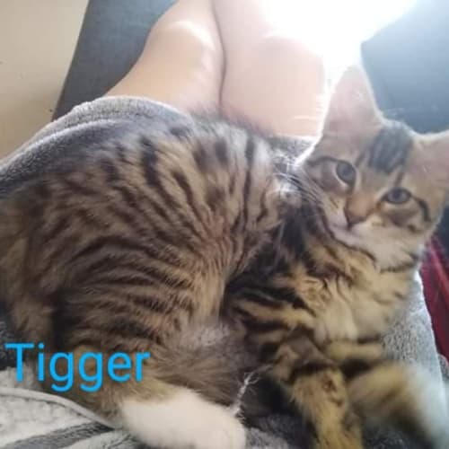 Tigger