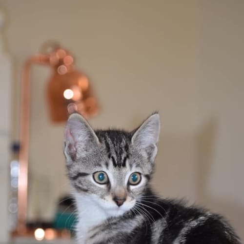 Boris 