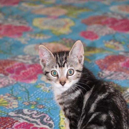 Rufus
