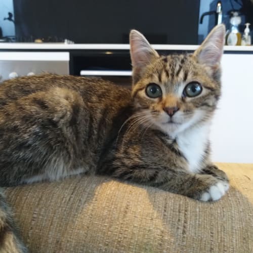 Leia 