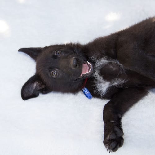 Pepper ~ Belgian Shepherd x pup (On Trial 29/3/20)