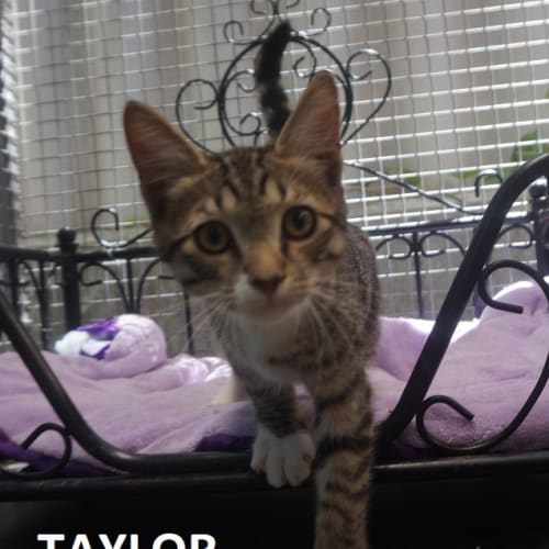 Taylor