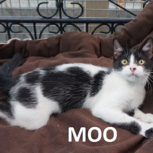 Moo