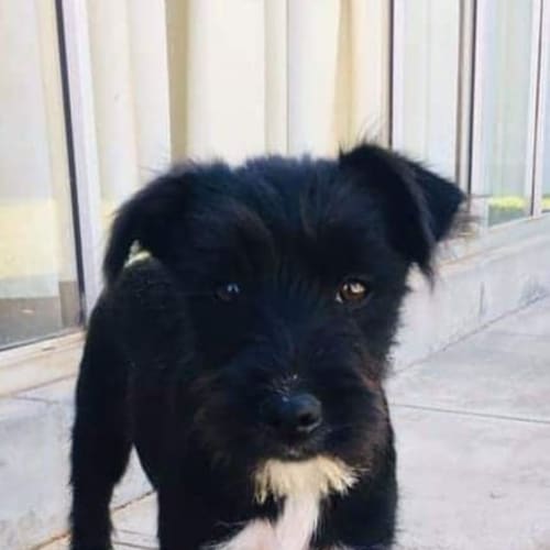 Discover 73+ about dog adoption south australia best Discover 73+ about dog adoption south australia best