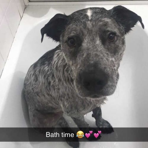 Jack ~ cuddly 3yo Cattledog x (On Trial 28/3/20)