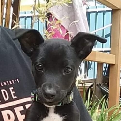 Scruffer Lovers Petrescue