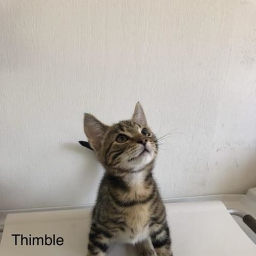 Thimble