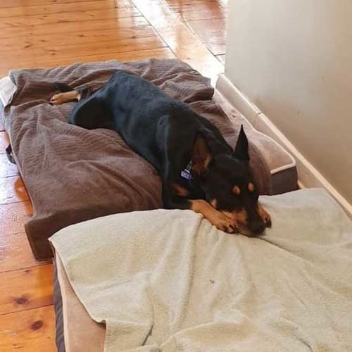 Sasha ~ sweet little Kelpie (On Trial 29/3/20)