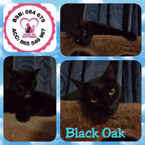 Black Oak