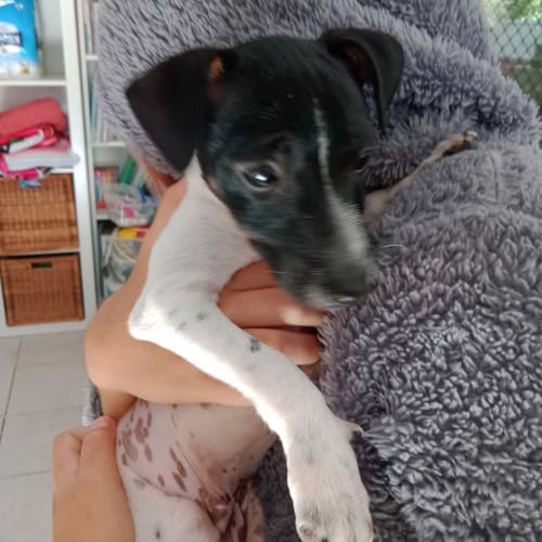Bandit ~ 4mo Foxie x puppy (On trial 31/3/20)
