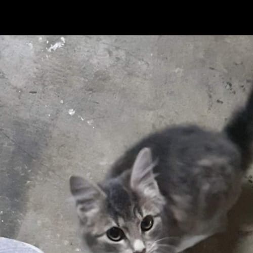 Rosie 
