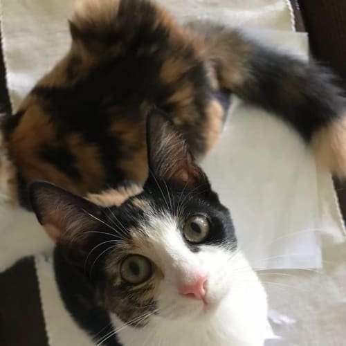 Tiny
