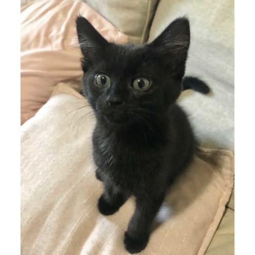 Pete ~ beautiful black kitten (On Trial 30/3/20)