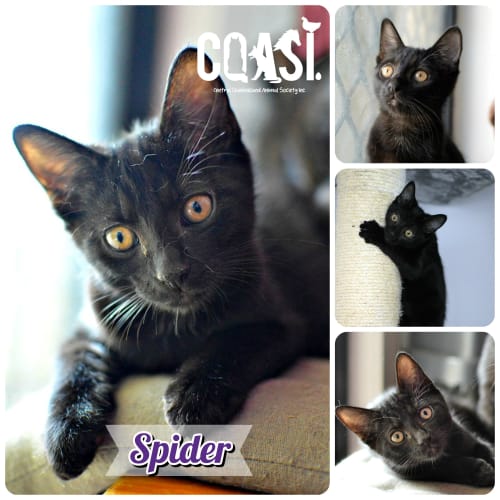 Spider 