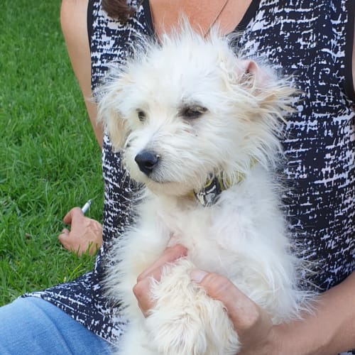 Snowball 