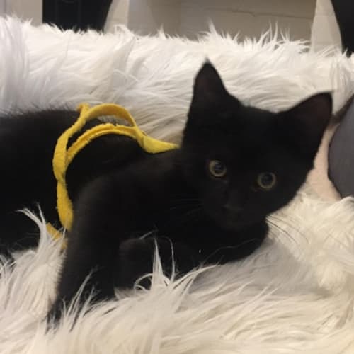 Bagheera