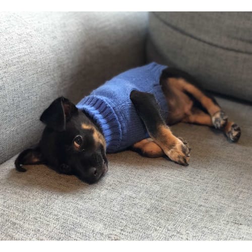 Sid ~ cute Chihuahua puppy (On Trial 9/4/20)