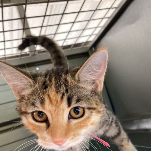 Comet