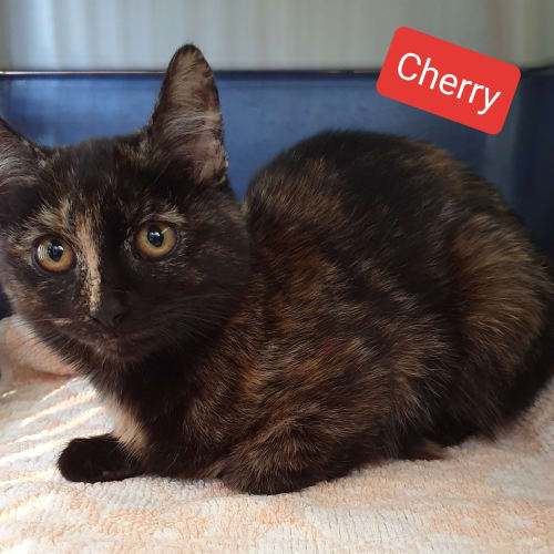 Cherry