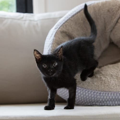 Sooty
