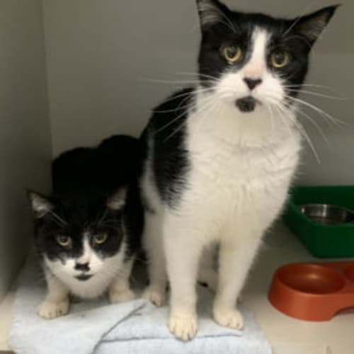 Kit Kat and Maggie