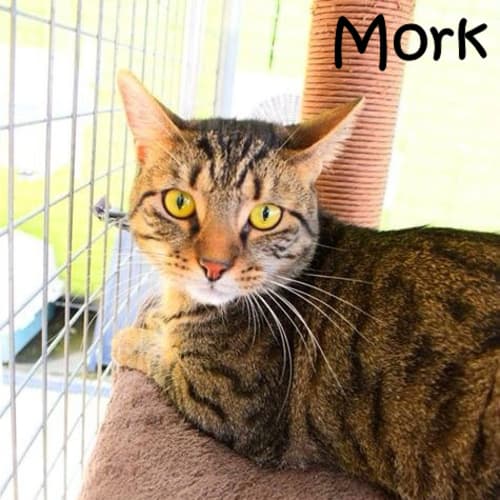 Mork