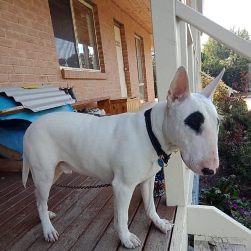 Izzy - Foster carer needed