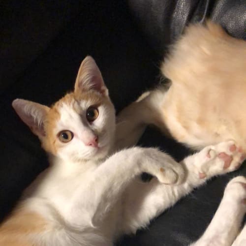 Charlie Cat