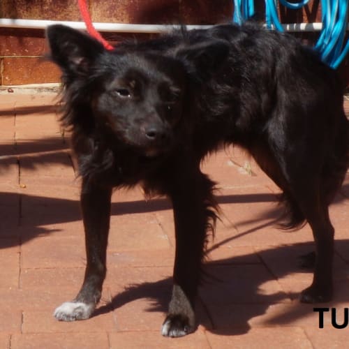Turbo